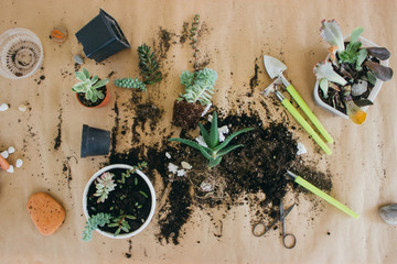 Transplanting plants into a new pot.