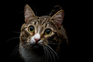 Studio shot of an adorable gray and brown tabby cat sitting on black background top close up...