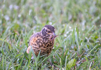 Young American Robin with twig in Beak