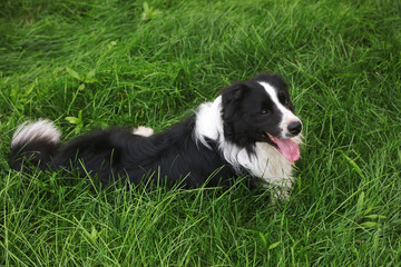 Border Collie in Green Lawn