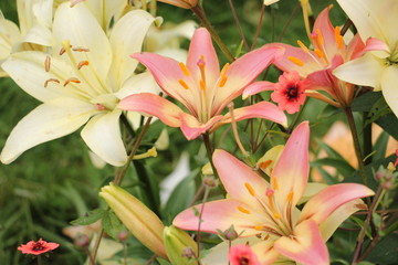 Asian Lily in the garden