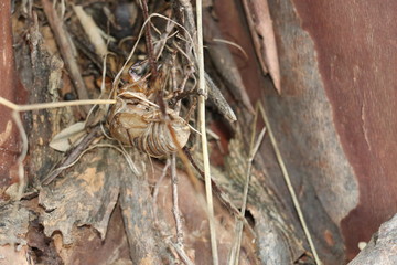 close up of bark 