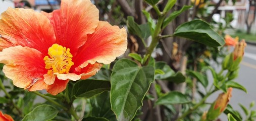 Orange Flower
