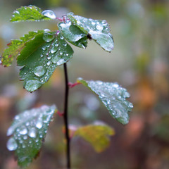 Dew on colorful leaves in late autumn 