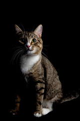 Fototapeta na wymiar Studio shot of an adorable gray and brown tabby cat sitting on black background isolated