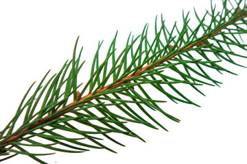 Fir branch closeup isolated on a white background. Christmas tree element of decoration for design of New Year season