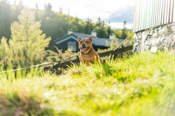 Portrait of beautiful golden staffordshire bull terrier outdoors in natural environments. Dog, pet,...