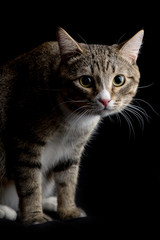 Obraz premium Studio shot of an adorable gray and brown tabby cat sitting on black background isolated