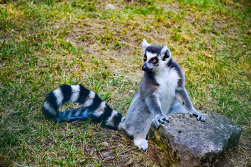 Gray cat Madagascar lemur, funny sitting and holding on to a stone, on green grass, looking to the side, in summer, afternoon.