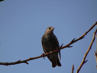 Starling on branch