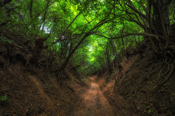 Green natural forest tunnel with tree roots
