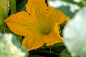 A big yellow zucchini bloom against a green bokeh background makes an eye appealing picture. This plant was grown in Missouri. Bokeh effect.