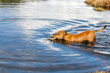 Active and happy Staffordshire bull terrier are running/fetching stick outdoors in nature. Pet...