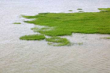 Green aquatic plants on the coast