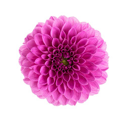 Dahlia flower head isolated on a white background. Violet color.