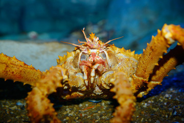 Close up of Red King Crab face and mouth parts in an aquarium