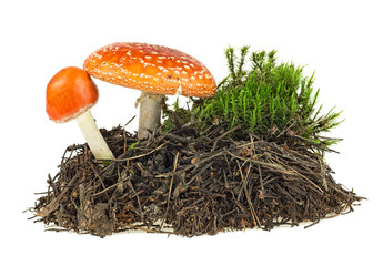 Fly agaric mushrooms with green moss isolated over white background