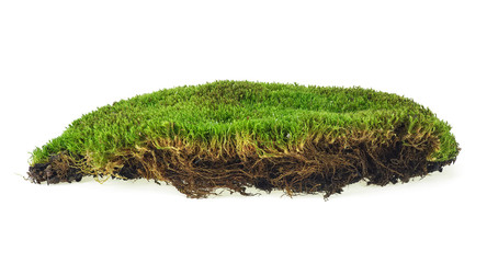 Green moss isolated on white background