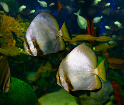 Pair of orbiculate batfish in a coral reef aquarium