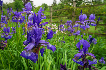 blue iris in garden
