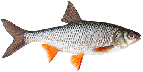 Freshwater fish isolated on white background closeup.  Roach , also known as common roach is a fish in the carp family Cyprinidae, type species: rutilus rutilus. - obrazy, fototapety, plakaty