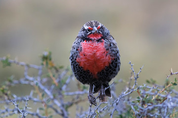 Sturnelle australe dans le parc Torres del Paine
