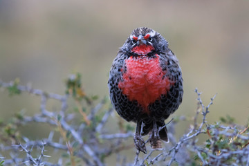 Sturnelle australe dans le parc Torres del Paine