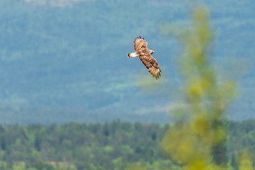 The rough legged buzzard/buteo lagopus photographed in flight. Birds of prey, predators, wildlife and nature concept.