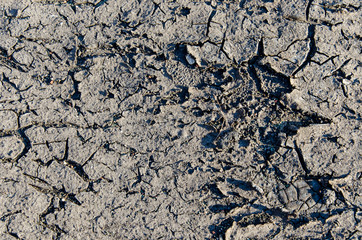 Close-up of dry cracked ground for background. bad ecology