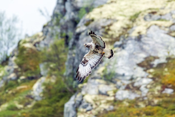 The rough legged buzzard/buteo lagopus photographed in flight. Birds of prey, predators, wildlife and nature concept.