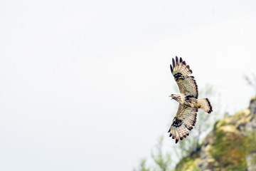 The rough legged buzzard/buteo lagopus photographed in flight. Birds of prey, predators, wildlife and nature concept.