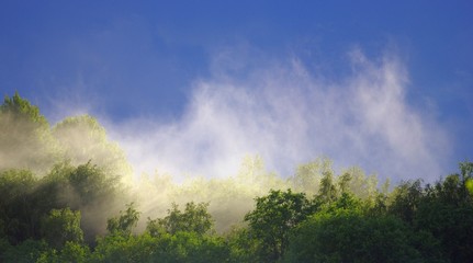 Mist rises over the forest after the rain