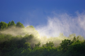 Mist rises over the forest after the rain
