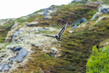 Fototapeta na wymiar The rough legged buzzard/buteo lagopus photographed in flight. Birds of prey, predators, wildlife and nature concept.