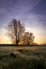 Fototapeta na wymiar Winter sunrise with the sun behind two trees and frost on the field