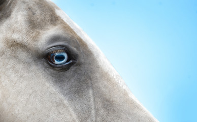 blue eye of a gold buckskin akhal-teke horse closeup detail