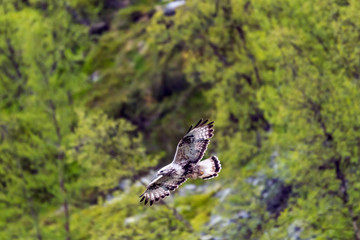 The rough legged buzzard/buteo lagopus photographed in flight. Birds of prey, predators, wildlife and nature concept.