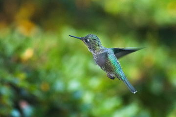 Colibri du Chili en vol stationnaire
