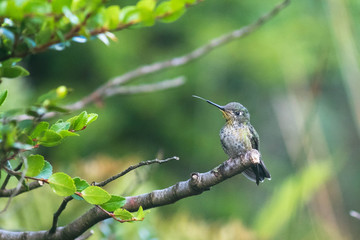 Colibri du chili posé sur une branche
