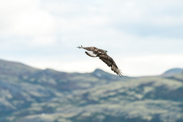 The rough legged buzzard/buteo lagopus photographed in flight. Birds of prey, predators, wildlife...