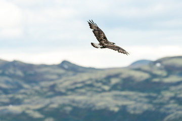 The rough legged buzzard/buteo lagopus photographed in flight. Birds of prey, predators, wildlife and nature concept.