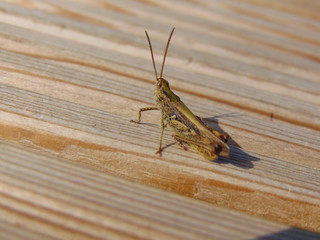 grasshopper on decking