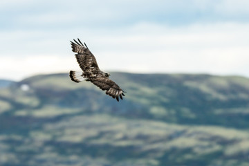 The rough legged buzzard/buteo lagopus photographed in flight. Birds of prey, predators, wildlife and nature concept.