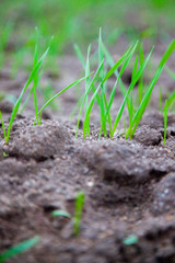 Zielona trawa wyrastająca z gleby