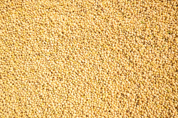 Dry bean texture . background