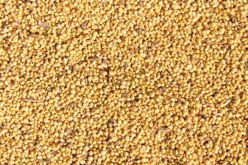 Dry bean texture . background