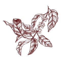 Coffee branch. Vector illustration in sketch style.