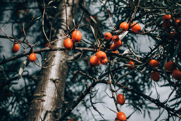 Beautiful sea buckthorn on a branch. A lot of orange berries.