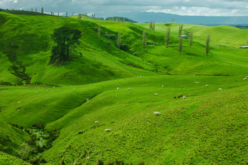 New Zealand - Matamata - land of the hobbits