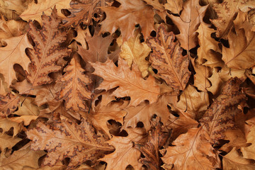 Autumn leaves background - dried brown oak leaves